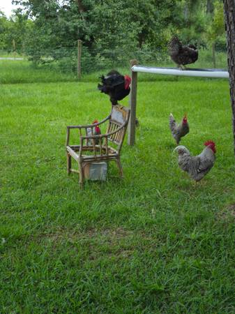 Chicken and duck rescue. 1