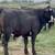 Black Whiteface Replacement Heifers 8 thumbnail
