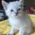 KITTENS FOR SALE 4 thumbnail