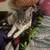 kitten 2 thumbnail