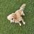 Cocker spaniel 3 thumbnail