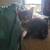 Free kittens 1 thumbnail