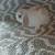 Purebred Holland Lop boy 1 thumbnail