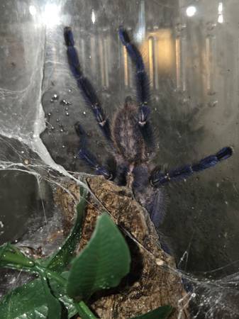Tarantulas (Depauw)528402088660183042