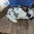 Rabbits 9 thumbnail