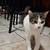 Free two cats indoor neutered cats looking for a good home 1 thumbnail