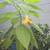 Angel trumpet tree, yellow 2 thumbnail