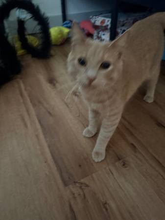 FOUND ORANGE TABBY (kitten?)603048492433428482