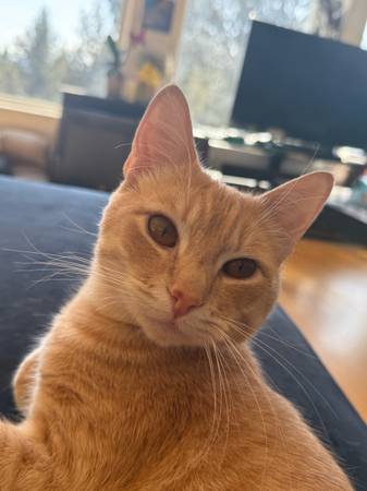 Lost - pale orange cat named Leonard 1