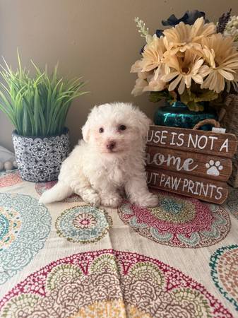 Teacup maltipoo