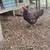 Hens / chickens 5 thumbnail