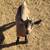 Mini goat 1 thumbnail