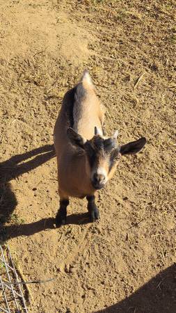 Mini goat 1