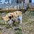 Kune Kune piglets 2 thumbnail