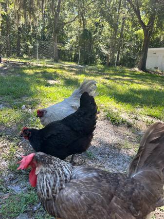 I sell chickens that lay eggs. (Jacksonville)63682121451779121