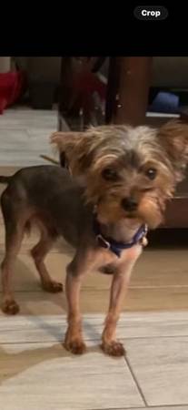 Yorkie 4 lb male purebred (Jupiter)