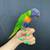 Tame Rainbows Lorikeet 2 thumbnail