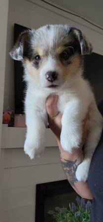 Corgi puppies (Houma)