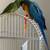 Parrots! 1 thumbnail