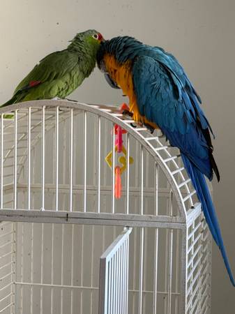 Parrots! 1