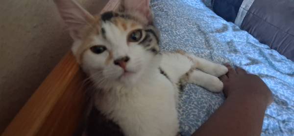 Gatito desaparecido (Sacramento)