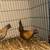 Azteca and OEGB  mini roosters/Bantam 11 thumbnail