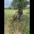 Huge Ranch Estate Sale with Tools, Vintage Goods and Lawn Equipment 5 thumbnail