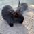Bunny/rabbit 3 thumbnail