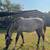 2yr old horse 1 thumbnail