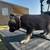 German Shepherd Pups 8 thumbnail