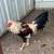 Gamefowl stags 8 thumbnail