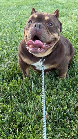 Free Dog (santa rosa)