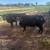 Aberdeen Angus Cows 3 thumbnail