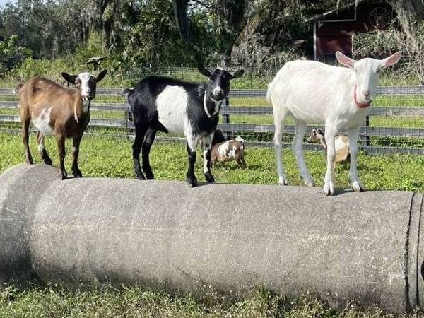 Downsizing our Goat Herd – ADGA Nigerian Does with Kids & Saanen Kids 1