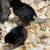 Ayam Cemani 2 thumbnail