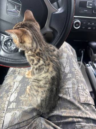 gatito macho bengalí556768539359979522