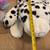 Stuffed Animals 5 thumbnail
