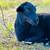 Sheep- Ram Lambs (Dorper x Katahdin cross) 12 thumbnail