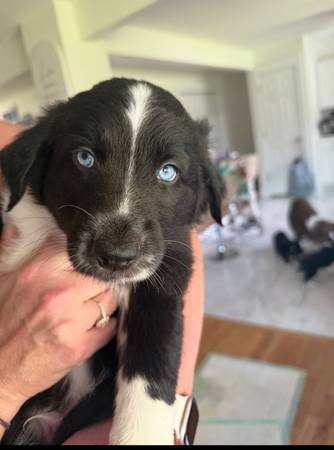 Rehoming Aussie Shepherd Puppy63613194191619121