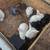 New Zealand bunnies 5 thumbnail