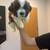 Teddy Bear puppies 2 thumbnail