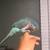 Blue quaker 2 thumbnail