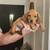 mini dachshund pup 2 thumbnail