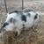 Pet Mini Pigs 7 thumbnail