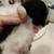 Pomeranians 6 thumbnail