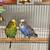 A couple young parakeets 4 thumbnail