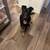 Half German Shepard 2 thumbnail