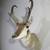 Wildlife mounts for sale-elk, deer, moose, more 4 thumbnail