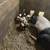 Feeder Pigs 10 thumbnail