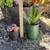 Succulent Planters in Vintage Pots, Sifters, and More 2 thumbnail